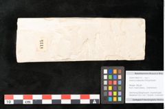 Foto (Objekt + Etikett) von Quercus palaeoilex Ettingshausen (NHMW-GEO-2024-0188-8115)